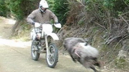 Angry Ram vs Dirt Bike – This Ram is PISSED