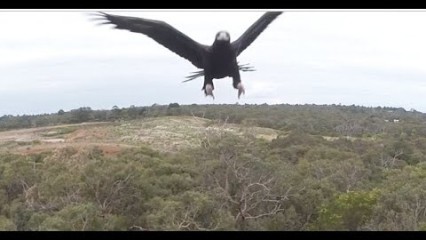 Full Size Eagle Takes Down Drone – Punched it Straight Out Of The Sky!