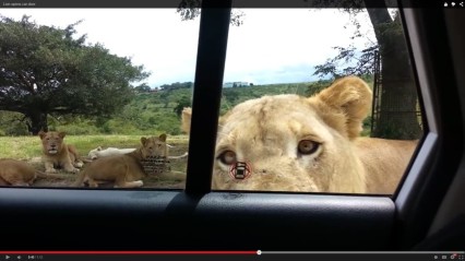 Lion Opens Car Door With People Inside!