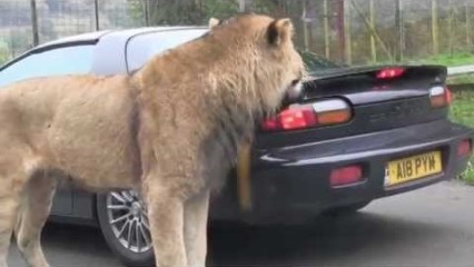 Lion Takes a Big BITE Out of a Camaro