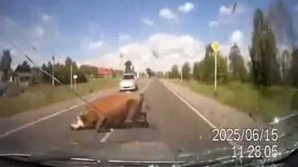 Only In Russia… Car Hit’s Cows Doing The DIRTY On The Road