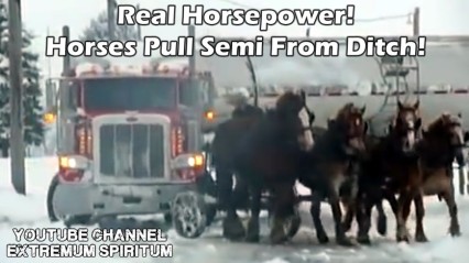 REAL HORSE POWER!! Horses Pull Semi Milk Truck From Ditch!