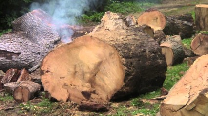 Redneck Method Of Log Splitting – BLOW IT UP!