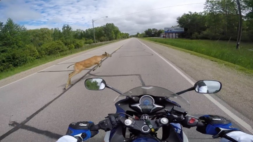 Motorcycle Rider Passes Driving Test, Immediately Clobbered by Deer