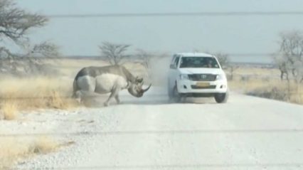 Angry Rhino Attacks SUV Full Of Tourists – That Won’t Buff Out