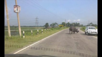 Shocking Moment Charging Rhino Barges into Tourists!