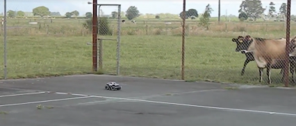 These Cows Are Extremely Mesmerized by an RC Car