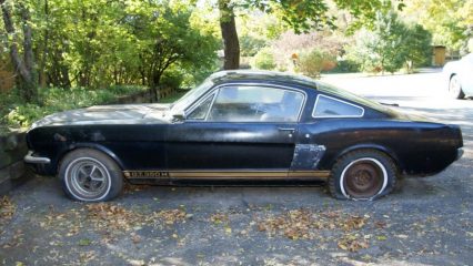 Incredible “Barn Find” 1966 Shelby GT350H Mustang sitting for decades