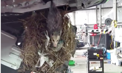 Mechanics are shocked to find an opossum nest in the undertray of a car