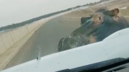 Hippo Attacks Car And Causes Serious Damage!