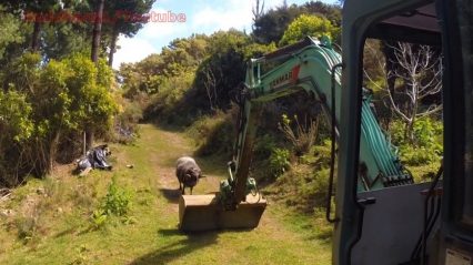 Angry Ram Takes on a 6 Ton Excavator