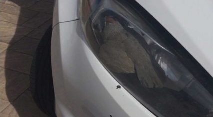 How in the World Did This Bird Get Stuck in a Headlight?