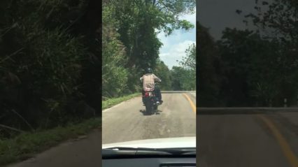 Snake Targets Motorcyclist – This Reptile is Brave!