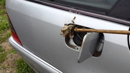 This is The Worst Nightmare When Opening Your Gas Door… Wasp Nest!