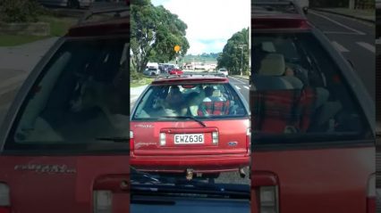 Young Kid Caught Driving a Car While Accompanied by a Goat – What Just Happened?