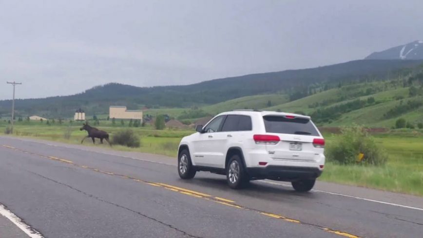 Jeep HITS MOOSE in Colorado – White River National Forest