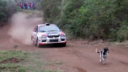 Luckiest Dog Alive – See What Happens When Dog Walks in Front of a Flying Rally Car