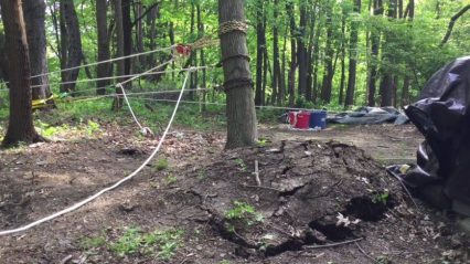 Uprooting a Tree Using a 45 to 1 Pulley System