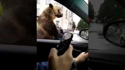 Only in Russia will a Bear in a Sidecar Flip People The Bird and Toot His Horn!