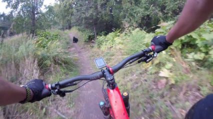 Caught on Camera – Cyclist Runs into Angry Bear While Speeding Down a Trail, Bails into Bushes