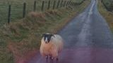 Angry Scottish Man vs Sheep is the Greatest Road Rage Video of All Time!