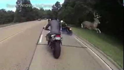 Deer Flattens Biker and Friends Have No Idea What to Do