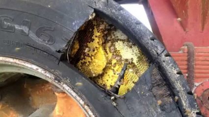 This Guy Safely Removes An Entire Bee Hive From An Old Tire