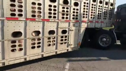 This Is Why You Don’t Mess With a Livestock Trucker