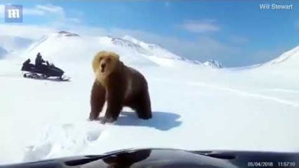 Two men on snowmobiles chase down a bear