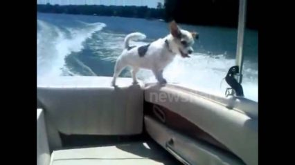Careless Boaters Send Dog Overboard with Boat at Full Throttle