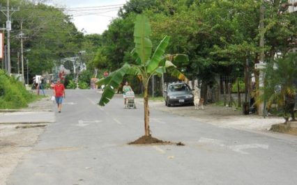 Community Upset with Pothole Problems, Paves Road by Planting Trees