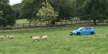 Ford Focus RS Cleverly Disguised As a Sheep Dog