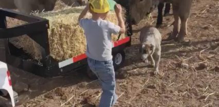 Little Dude And His Power Wheels Bring Food To The Farm Animals