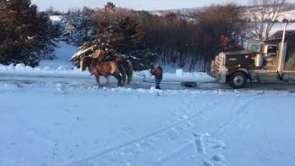 Big Rig is Stuck, Real Live “Horsepower” Yanks it Through the Snow