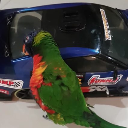 This Parrot Likes Taking Runs On An RC Drift Car