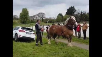 Car Rescued From a Ditch by a Horse