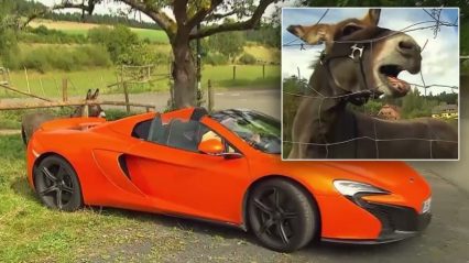 Donkey Gets Sued for Chewing on McLaren 650s, Causing $6k+ in Damages