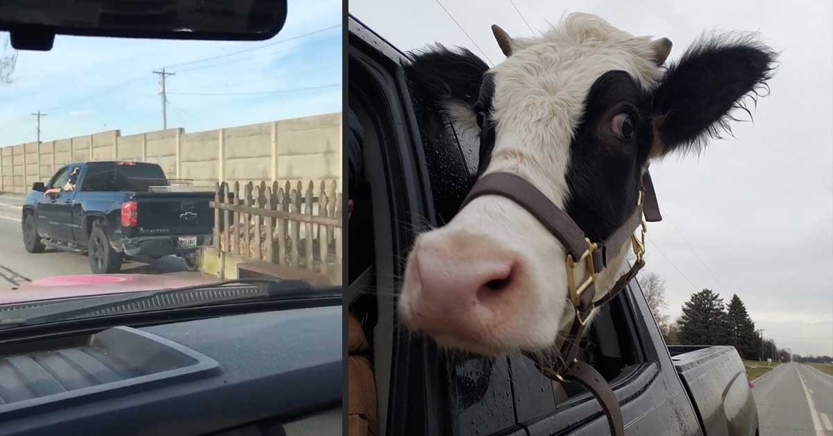 Annie the Highway Cow