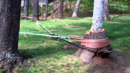 Pulling Tree Stumps is a Dangerous Game, Watch a Tree Go Flying.