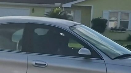 Dog Gets Caught on Video Doing Donuts in Family Car