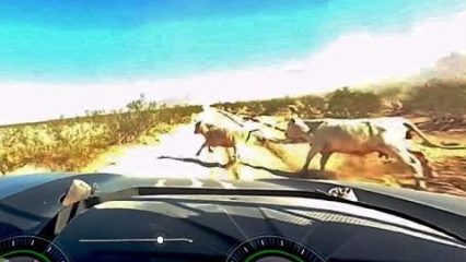 Trophy Truck Vaporizes Two Random Cows in the Desert at Over 110 MPH