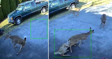 Deer Slams Into Garage Door At Full Speed