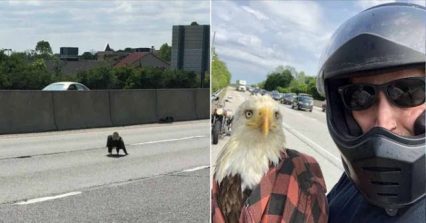 Motorcycle Rider Rescues Injured Bald Eagle From Middle of Busy Highway