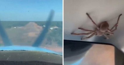 Passengers in Small Airplane Look up to Discover MASSIVE Spider
