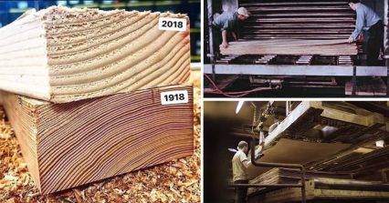 Manufacturing Plywood Boards, Then and Now