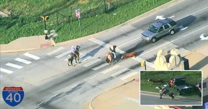 Real Life Cowboys Chase Down Loose Cow on Oklahoma Highway