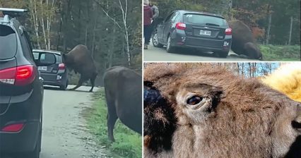 Bison Gets Head Stuck in Car Window for 30 Minutes – Talk About Interactive