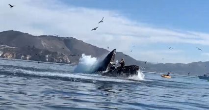 Whale Swallows People in Kayak, Spits Them Back Out – All Caught on Video!