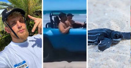 Jake Paul Under Investigation for Driving on Protected Beaches, Endangered Turtle Nesting
