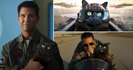 YouTuber Reimagines Top Gun: Maverick, Except With a Cat